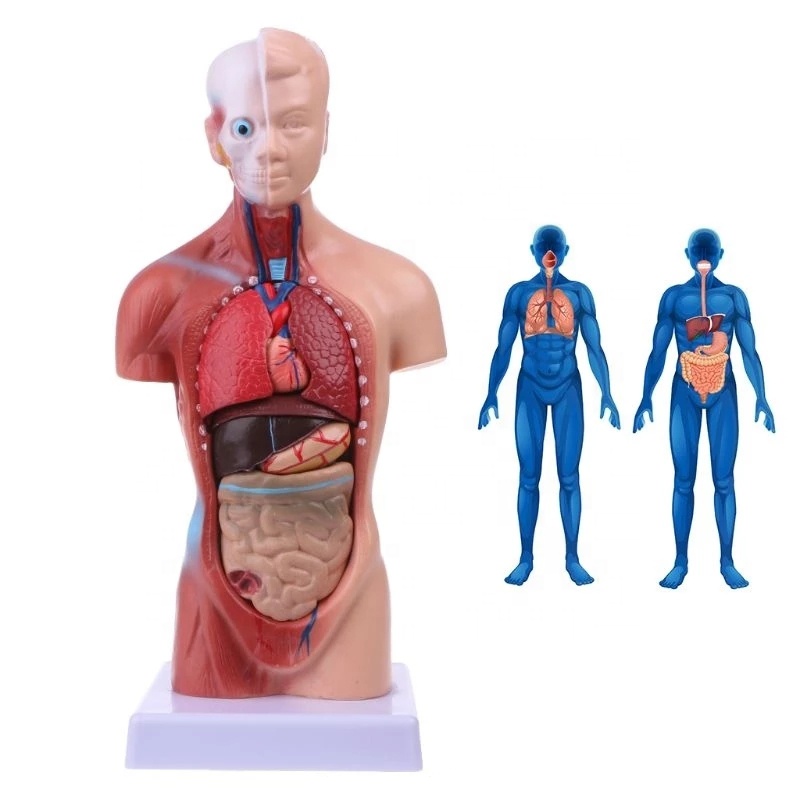 Human Internal Organs Body Anatomical Model For Teaching