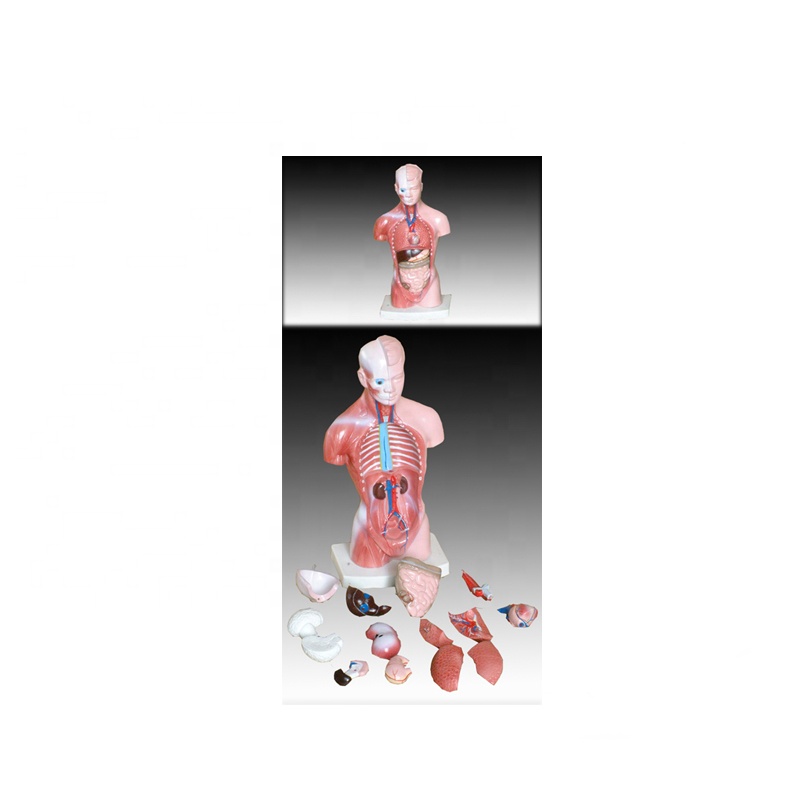 Factory Supply Spine Model - 28cm 15parts human anatomy male torso – Lianying
