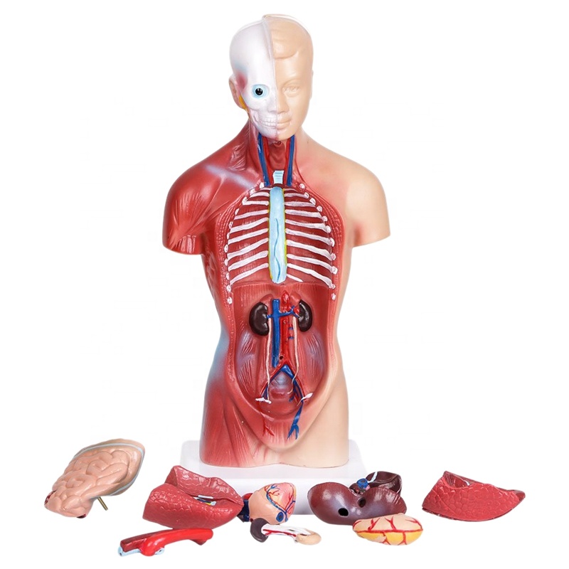 11Inch 28cm Human Torso Body Anatomy Model for Teaching