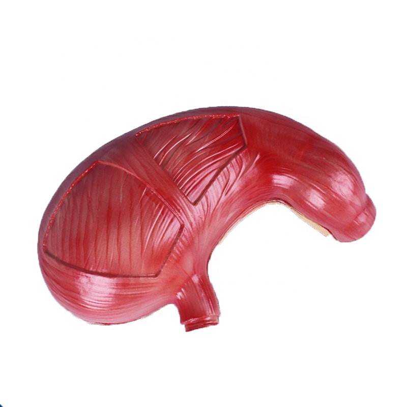Model of The Anatomy Stomach