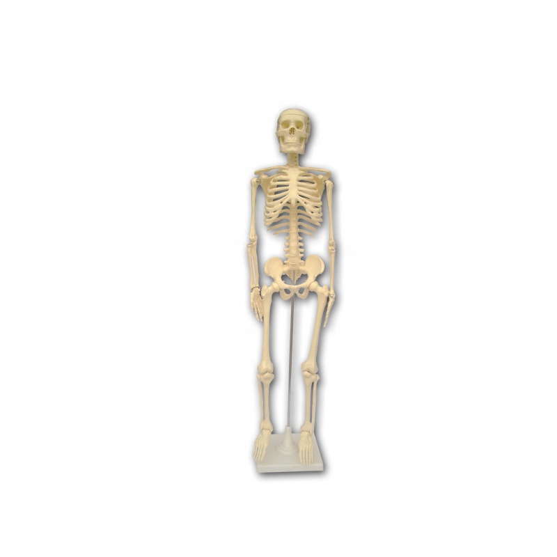 100% Original Biological Instrument - Human Skeleton Model for education appliance – Lianying