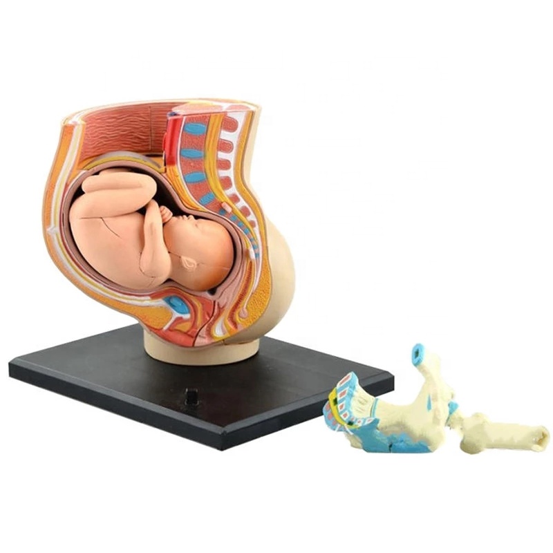 Human Women Pregnant Pelvis Section Uterus Model with Baby Fetus Assembled maternal fetal tissue