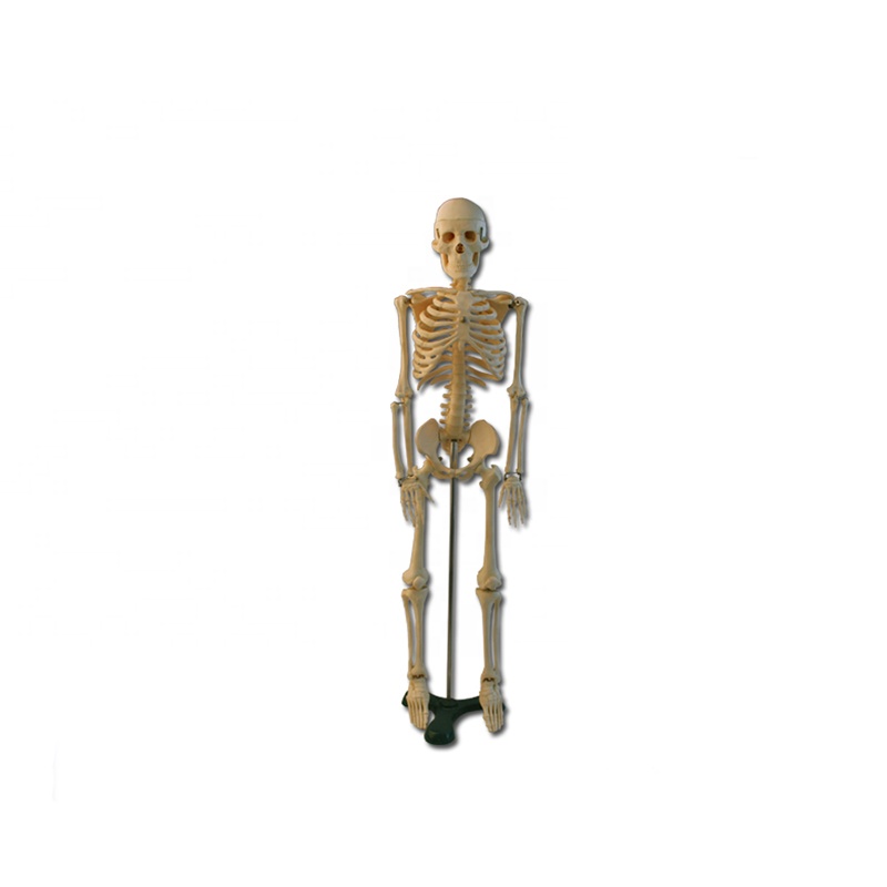 85cm plastic Human Skeleton Model with iron metal stand