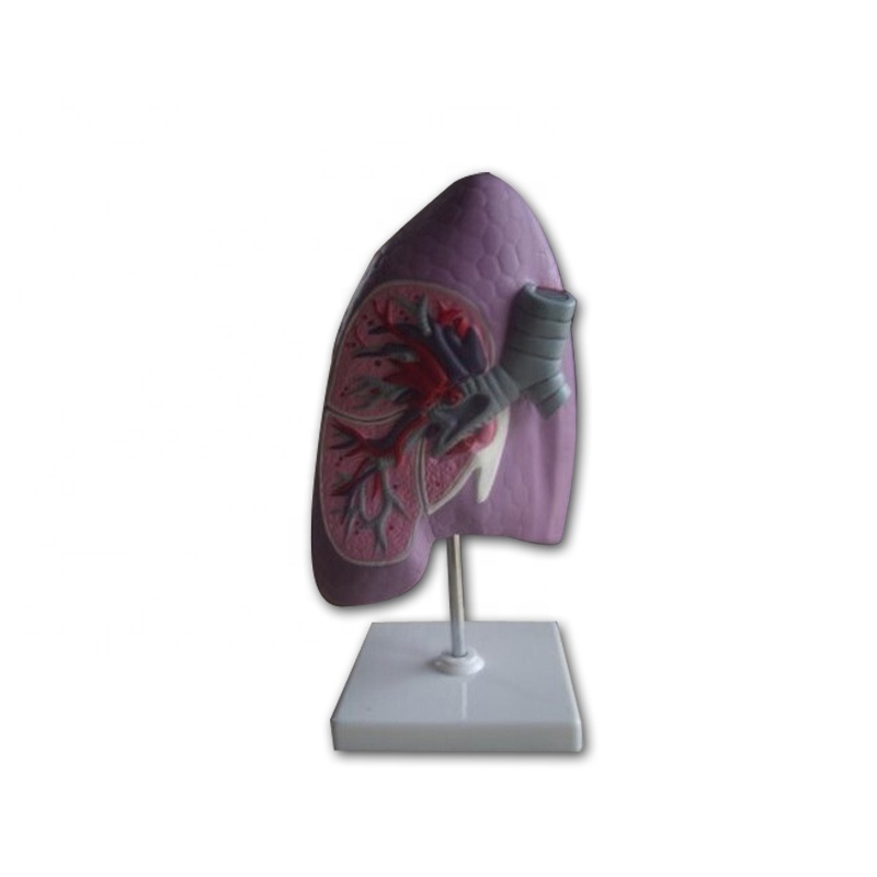 Hot-selling Torso Model - Anatomical teaching model of the trachea bronchi and lung – Lianying