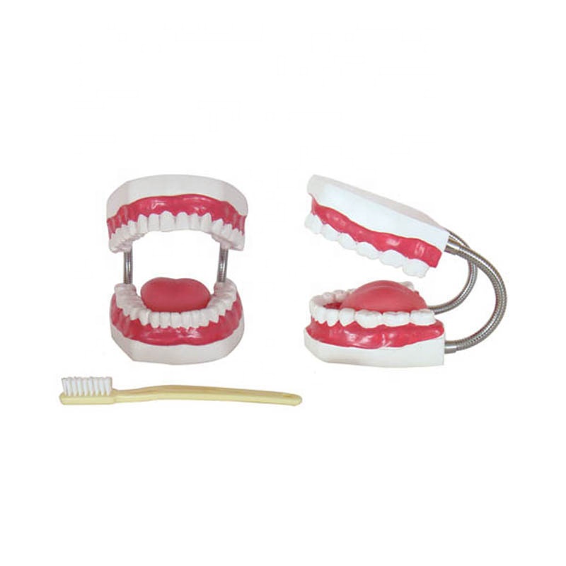 Hot sale Stomach Anatomy Model - Dental Care Model (28 Teeth) tooth hygiene teeth – Lianying