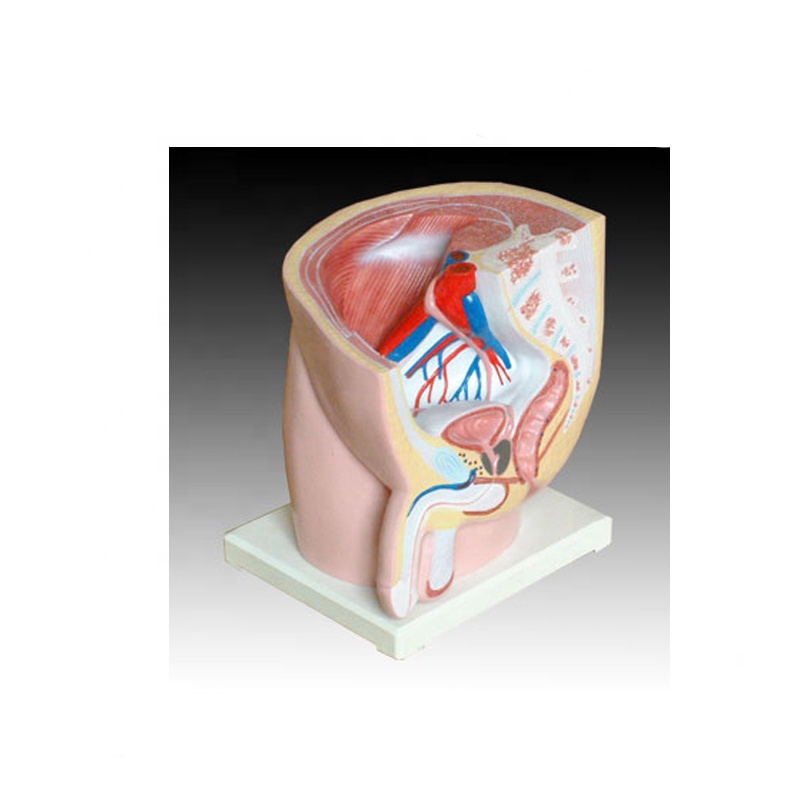Bottom price Biological Specimen - Human male pelvis section (1 part) model – Lianying