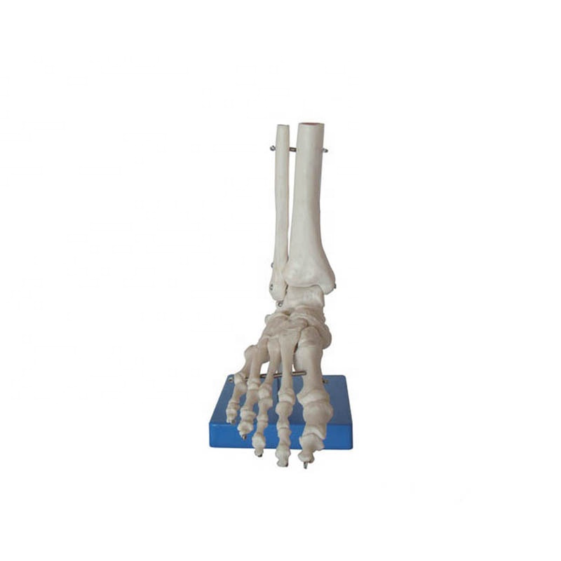 Life-size Foot Joint Model for Teaching Instrument