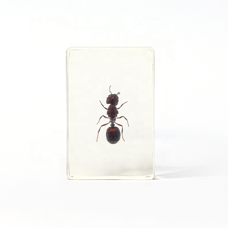 transparent Ant resin specimen for teaching purpose