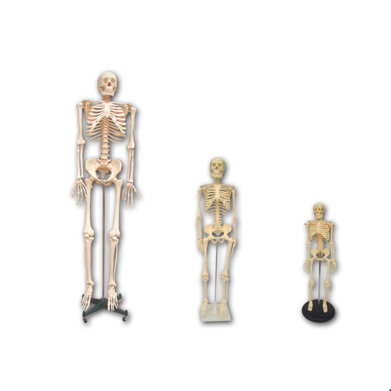 High reputation Biological Microscope - Human Skeleton Model for teaching instrument – Lianying