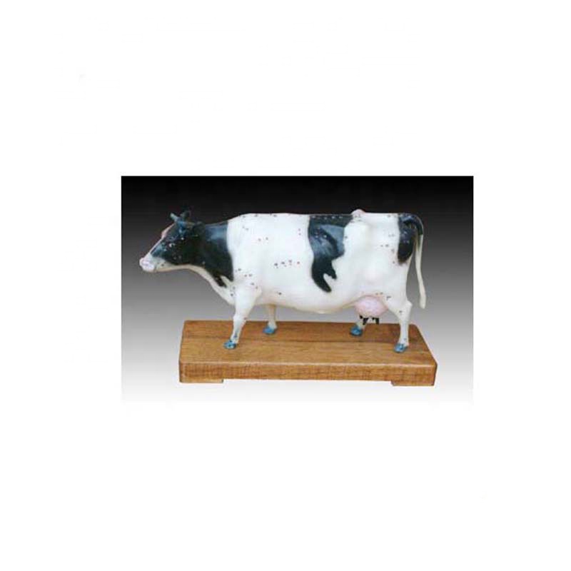 Professional China Dental Model - PVC animal cattle acupuncture Medical model – Lianying