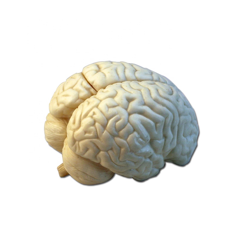 OEM/ODM China Torso Anatomy Model - Human plastic brain model – Lianying