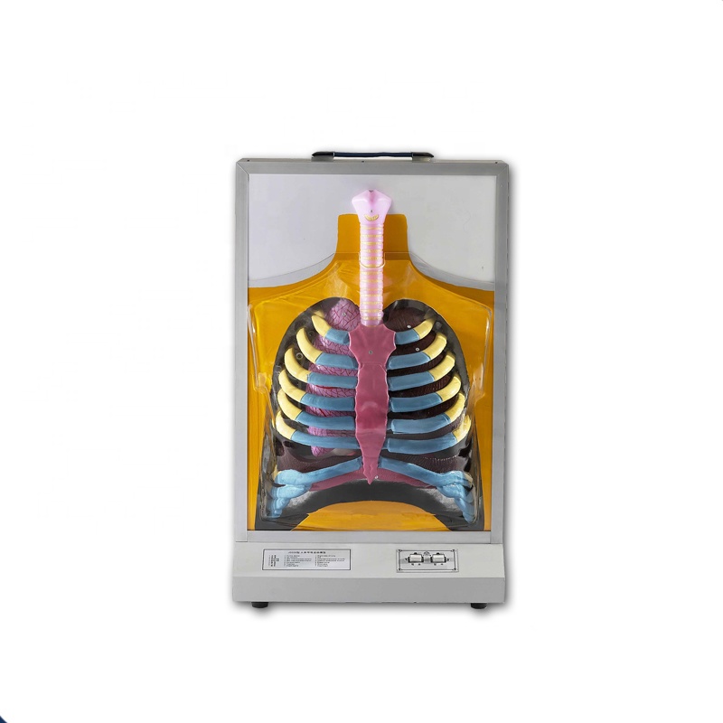 Dynamic electric 3d human respiratory system model