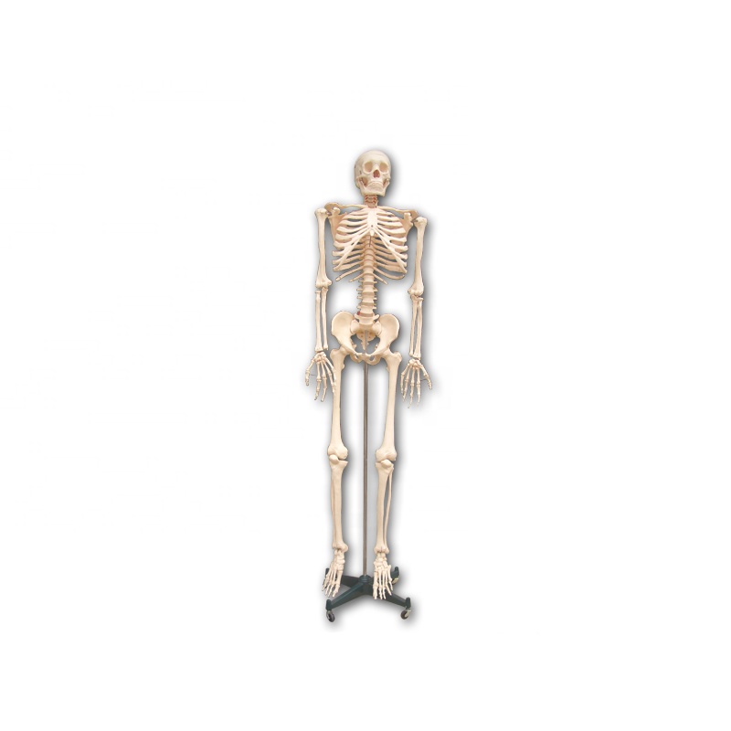 170cm plastic human anatomy life-size human skeleton model