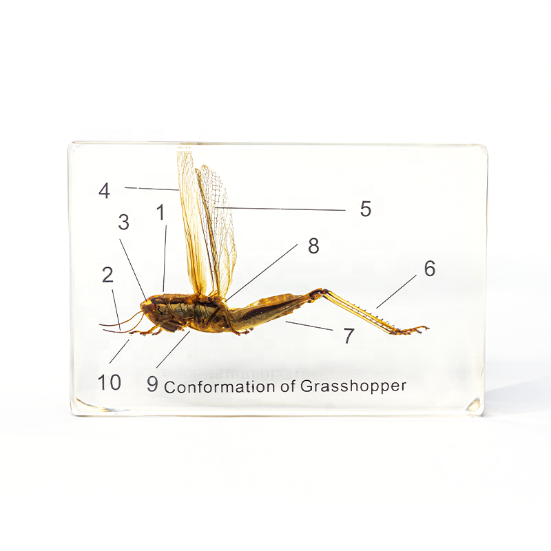 transparent locust grasshopper acridoidea uloc resin specimen