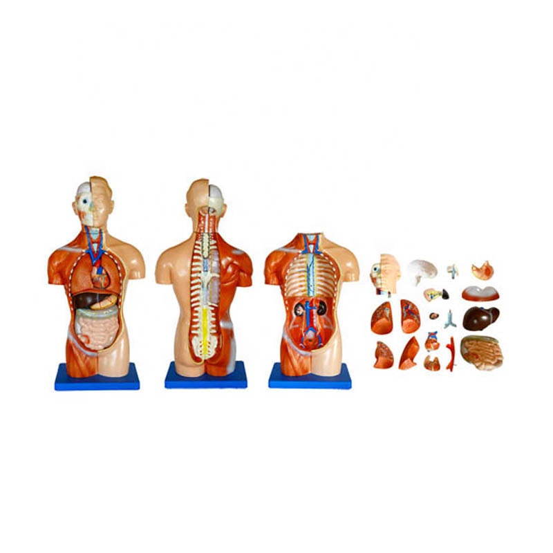 Wholesale Tooth Anatomy Model - 42cm male anatomy human torso model – Lianying