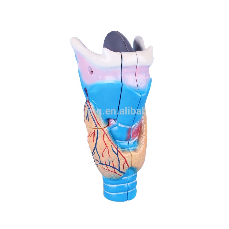 New Arrival China Ear Model Anatomy - Magnified Human Larynx Anatomical Model – Lianying
