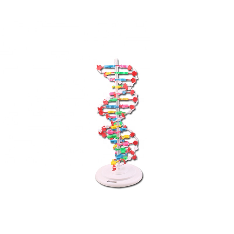 Good Quality Skeleton Model - DNA structure Biological Model – Lianying