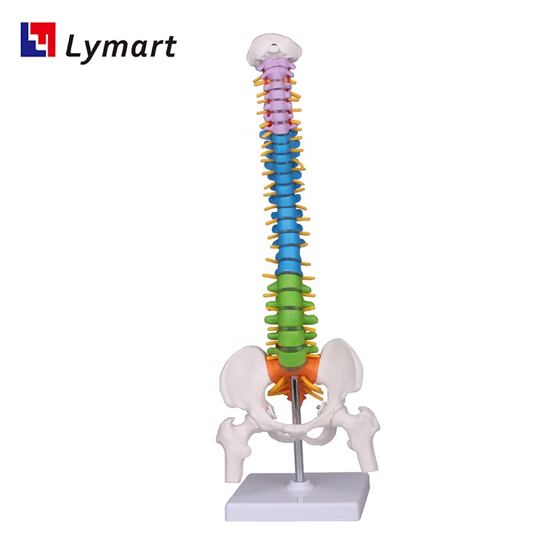 High quality material vertebra anatomical Model spine with nerve
