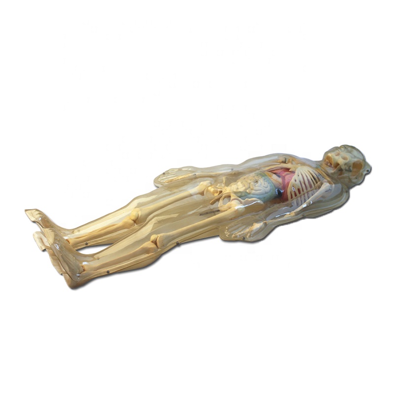 Human medical anatomy skeleton model
