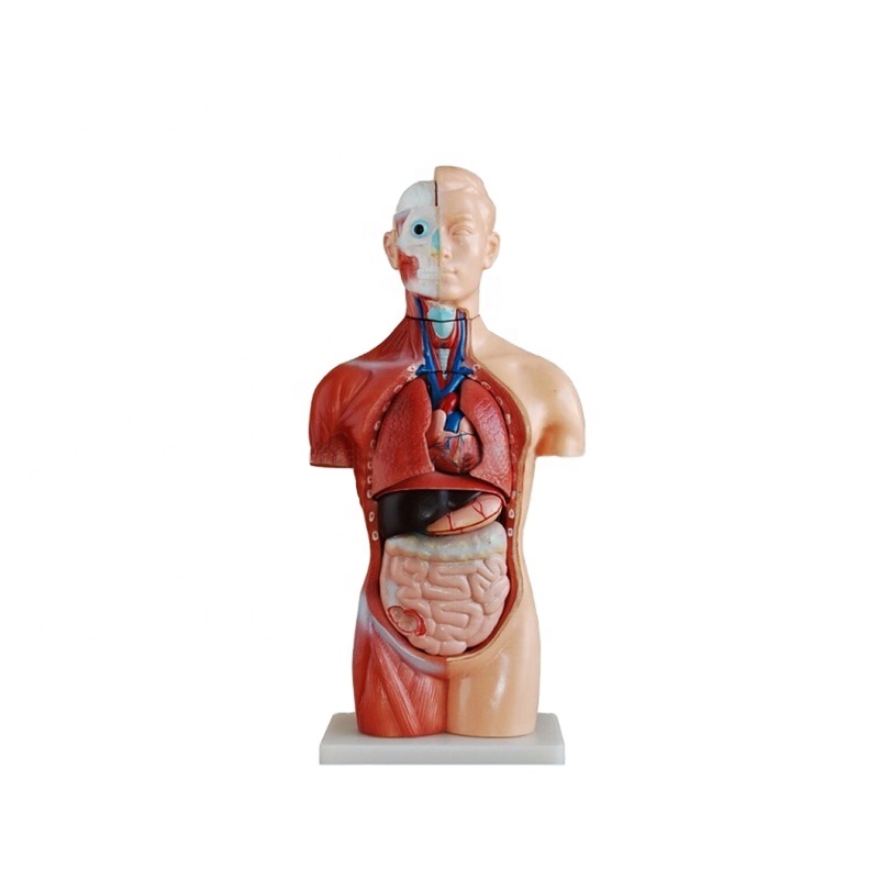 2019 High quality Brain Model - Half Sized Sexless Anatomical Torso Models Muscular With Head Open Back 42cm 18 parts – Lianying