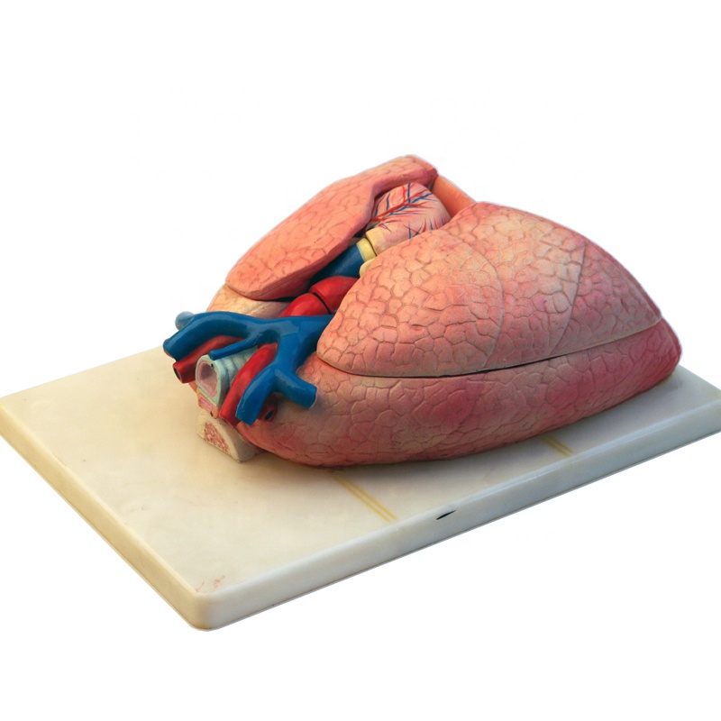 human plastic teaching biology heart lung anatomical model