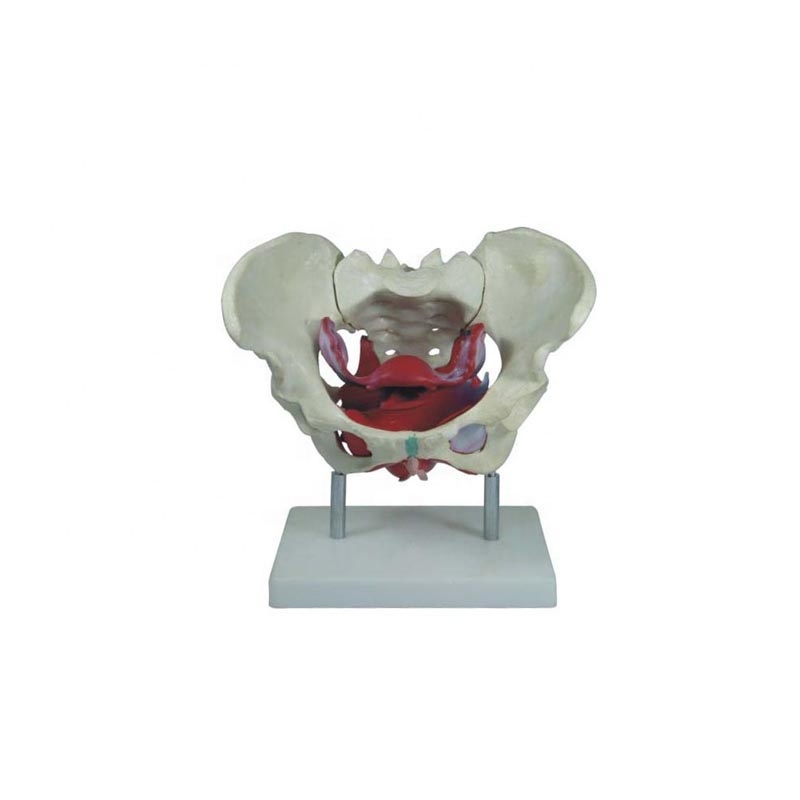2019 Good Quality Dna Model - Female Pelvic Muscles and Organs/Female Pelvis Anatomic Model/female pelvis and pelvis muscle model – Lianying