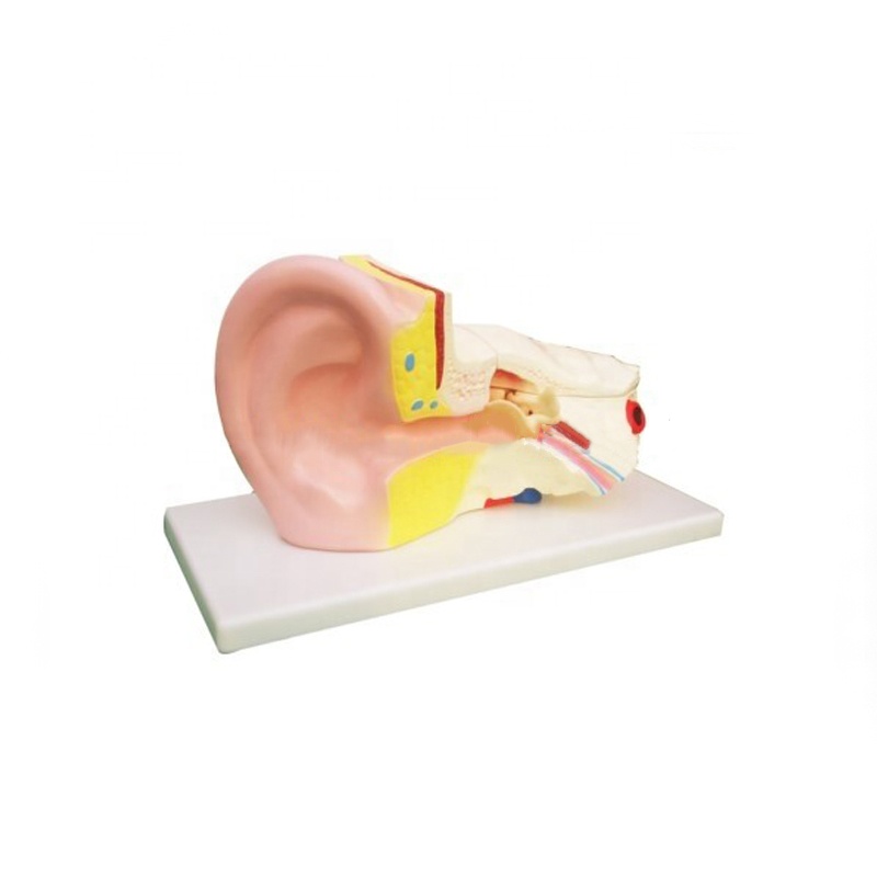 Fast delivery Biological Apparatus - Ear Anatomic Medical Model – Lianying