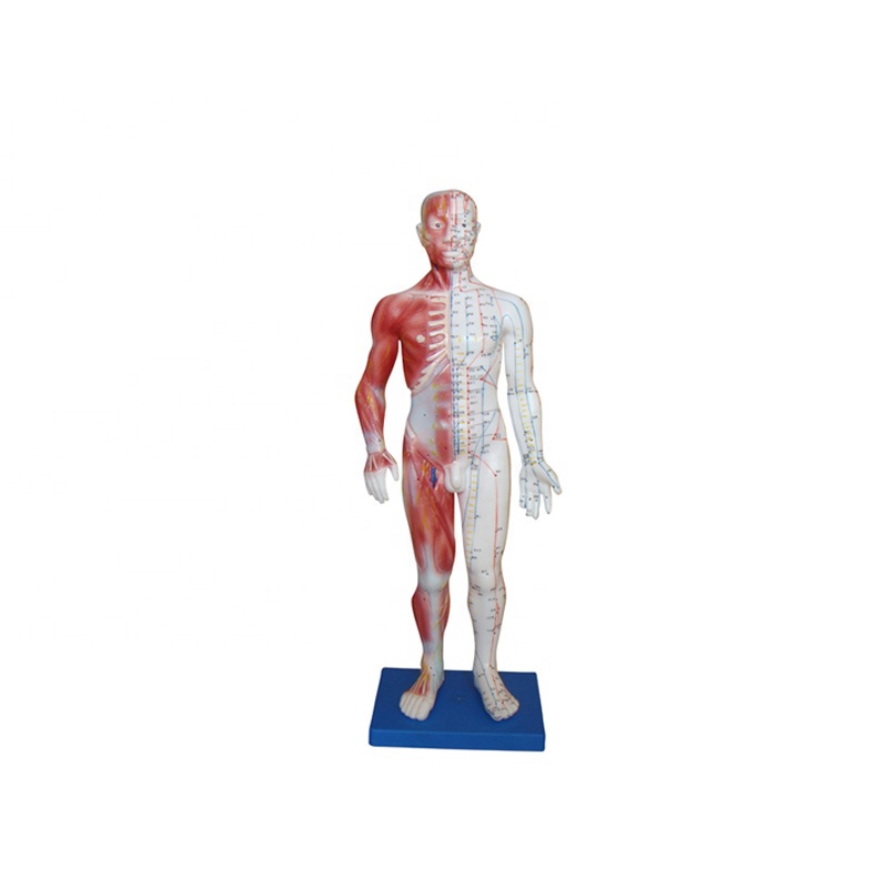 Male acupuncture human body model