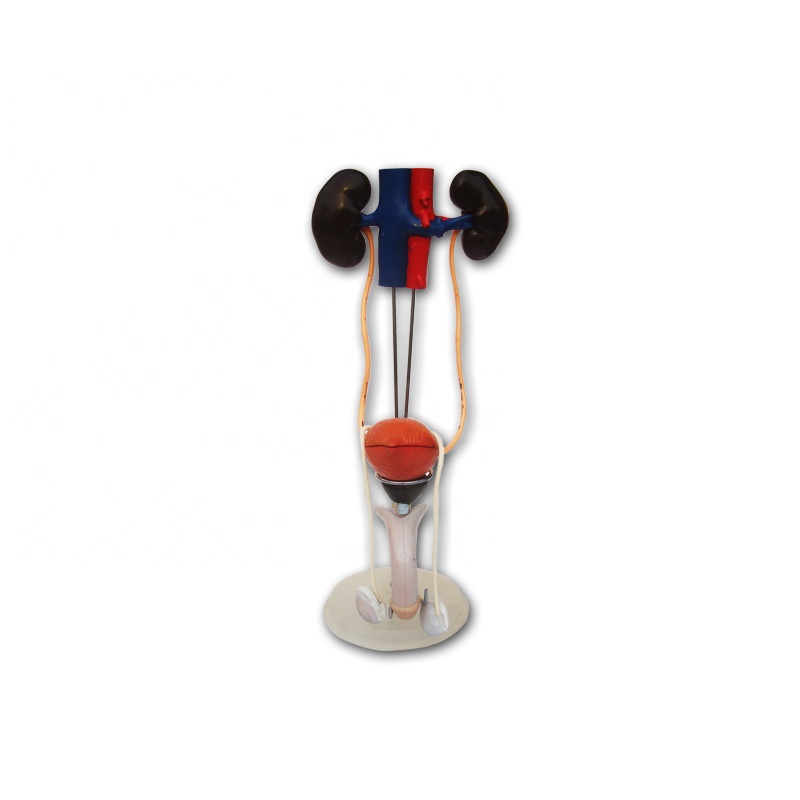 PVC full color Male urinary system model