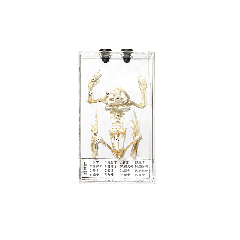 transparent teaching frog skeleton specimen for teaching