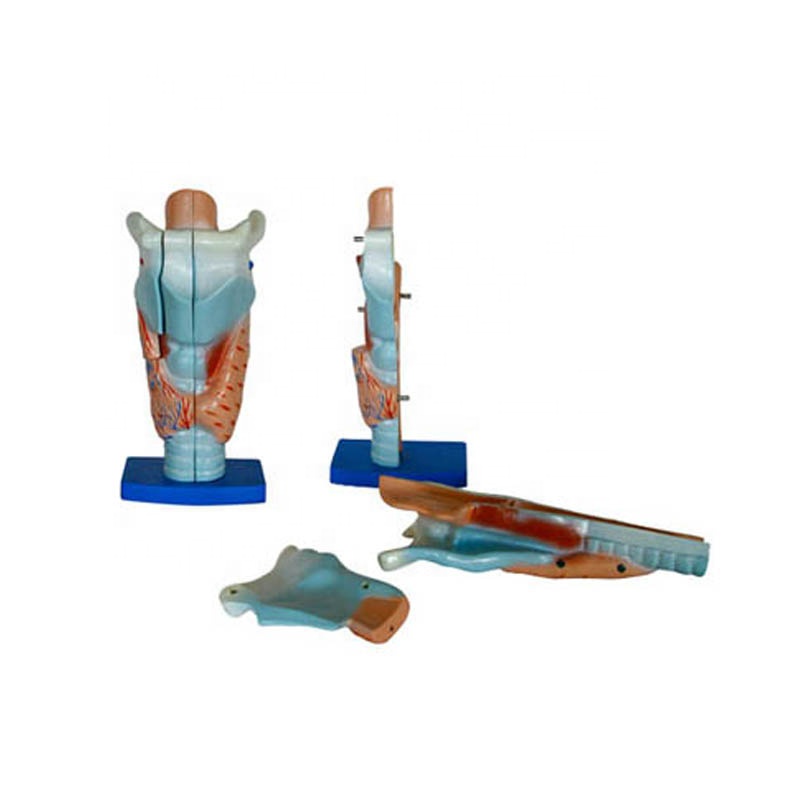 Human anatomy of the medical magnified larynx model