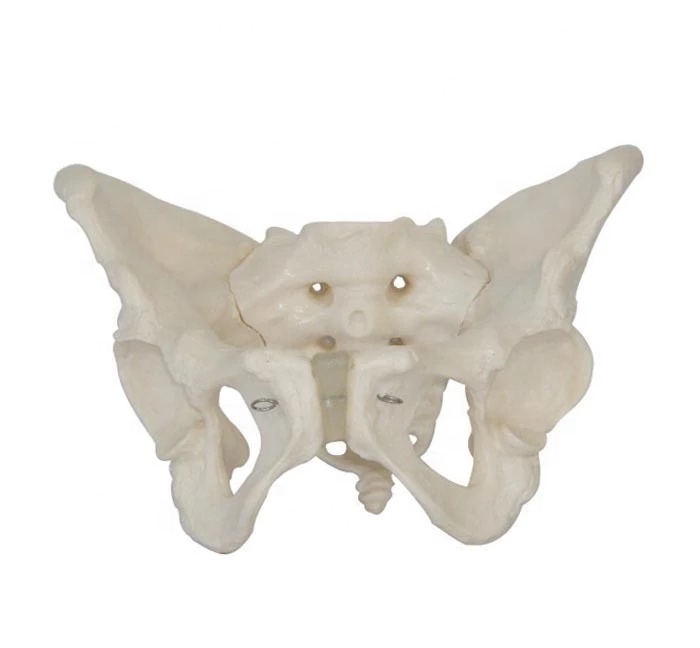 Life Size anatomical anatomy Female Pelvis Skeleton Model
