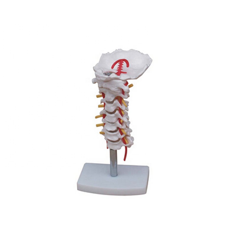 human cervical spinal column for education model