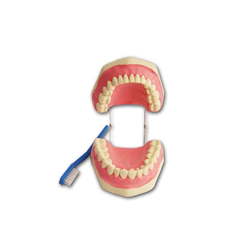 Human dental model for demonstrating tooth brushing