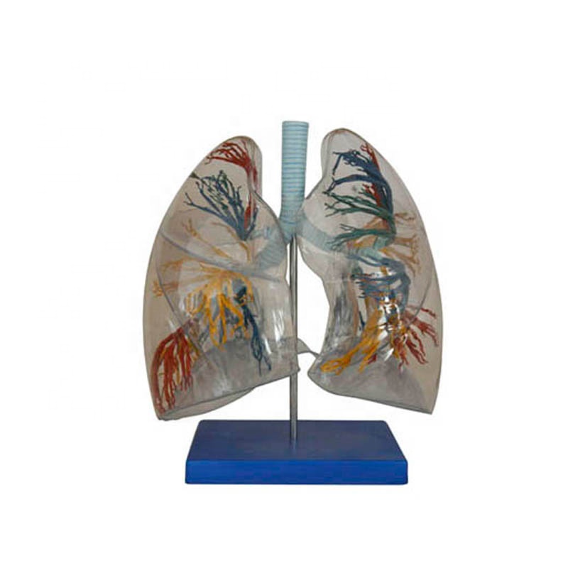 model of the transparent lung segment / PVC lung model
