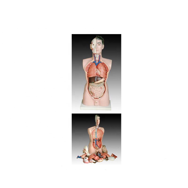 China wholesale Anatomy Model - 85cm with colour male human anatomy torso model – Lianying
