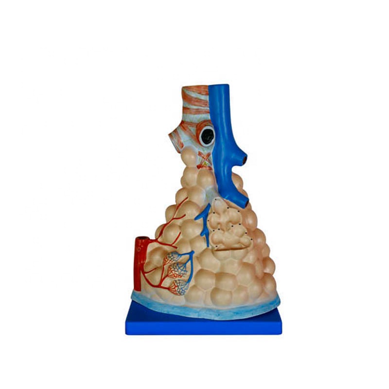 Factory Cheap Hot Anatomy Skeleton Model - Magnified Human anatomical pulmonary alveoli model with small branches of main bronchus – Lianying
