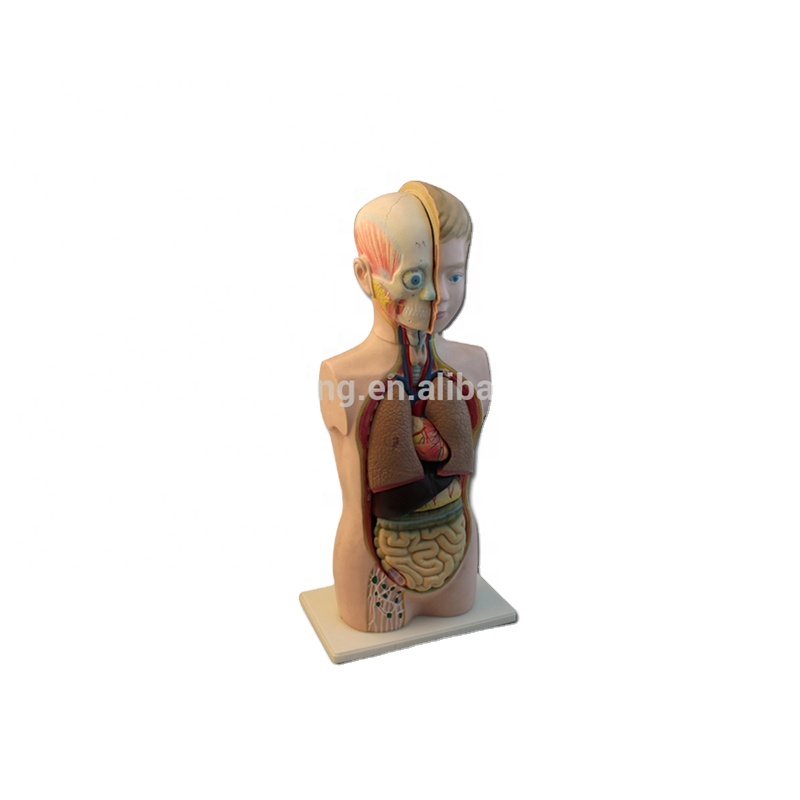 Good quality Heart Model - 60cm plastic children anatomy torso model – Lianying