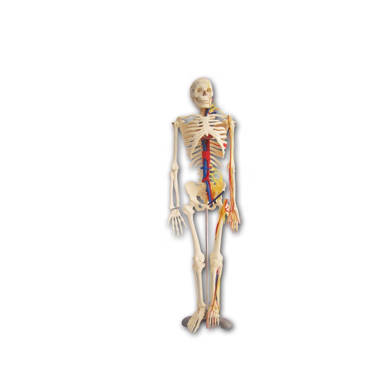 Anatomical with nerve human skeleton model