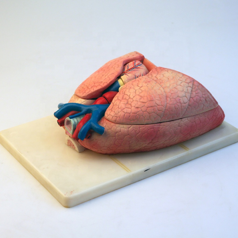 New Arrival China Ear Model Anatomy - Plastic teaching lung anatomical model – Lianying
