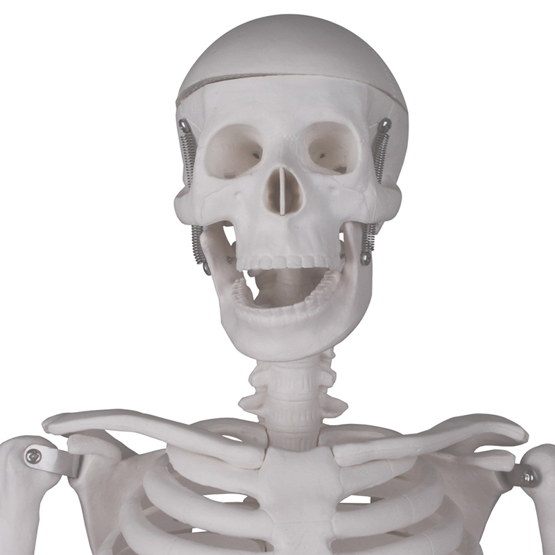 Chinese wholesale Female Anatomy Model - Many sizes little people plastic Skeleton Model for Medical School – Lianying