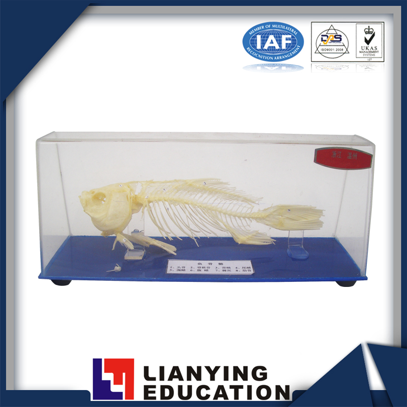 biological teaching demonstrate fish skeleton