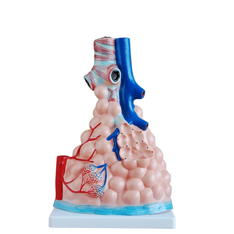 Respiratory system Magnified human anatomical pulmonary alveoli model