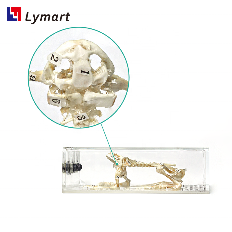 transparent teaching frog skeleton specimen for teaching