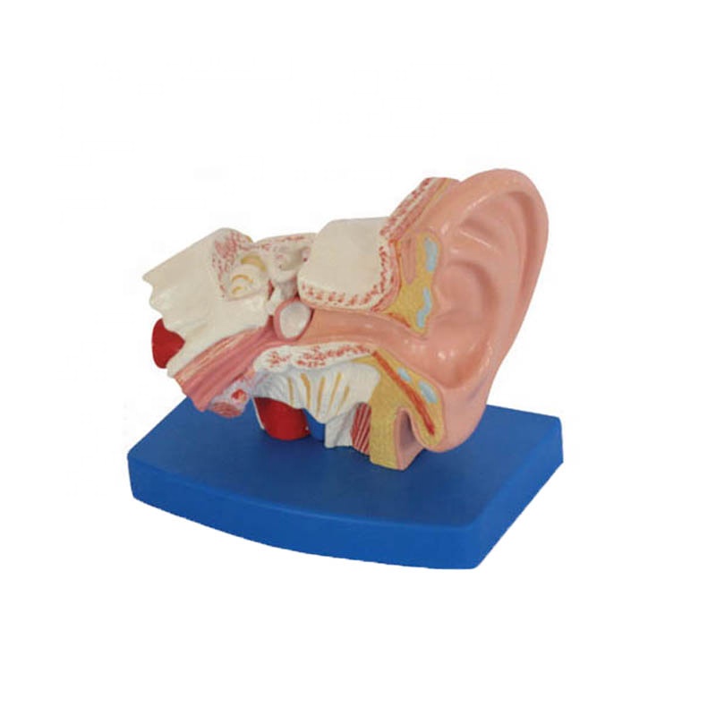 Low price for Lung Model - 1.5Times Plastic Human Ear Model – Lianying