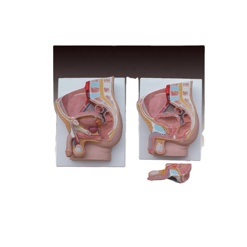 Factory wholesale Head Anatomy Model - pelvis model / Advanced Pregnancy Pelvis Anatomy(4 parts) / teaching female pelvis model – Lianying