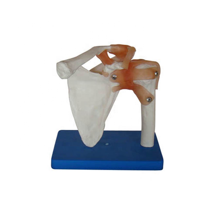 Life-size shoulder joint skeleton model