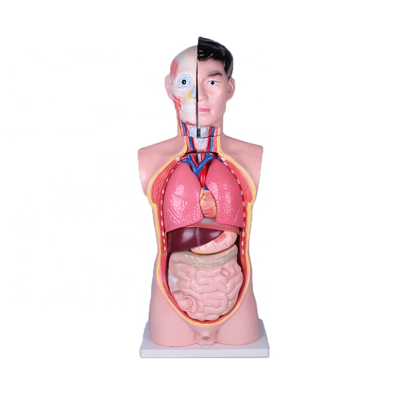 85cm with color human anatomy torso model