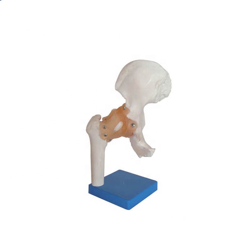 Life size Hip joint / Life size hip joint model / Deluxe Functional life size Hip Joint Model