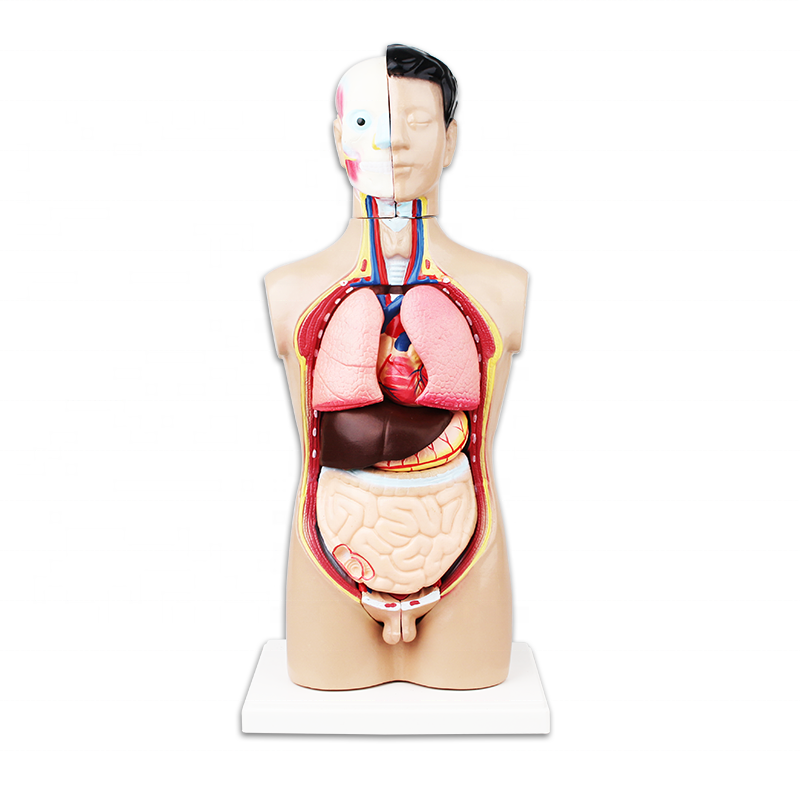 human anatomy male body torso model